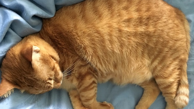 Maria's cat name is Cicak who is sleeping in picture