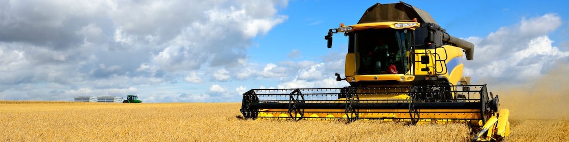 Corn in being cut down by a combine harvester