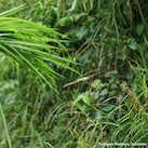 Truck on jungle mountainside