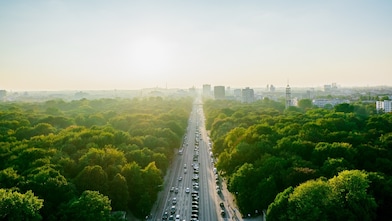 road in between greenery