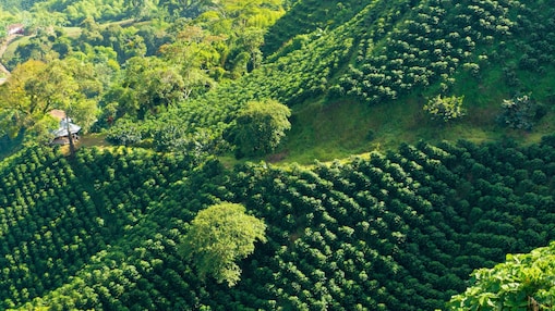 The Shell Café  Story