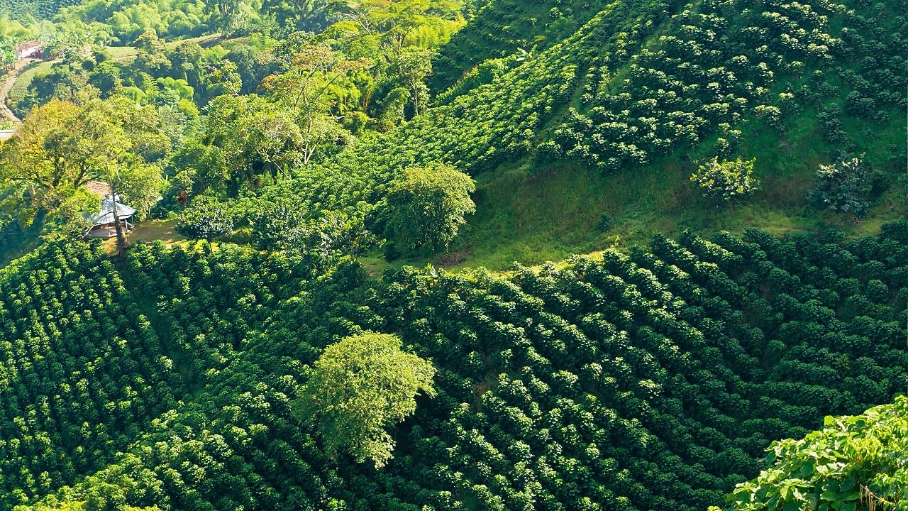 The Shell Café  Story