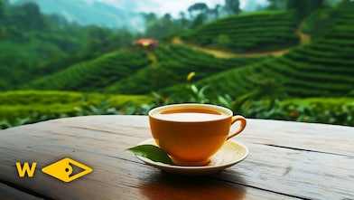 BOH Tea Plantation Café