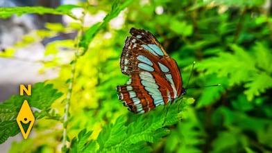 Entopia by Penang Butterfly Farm
