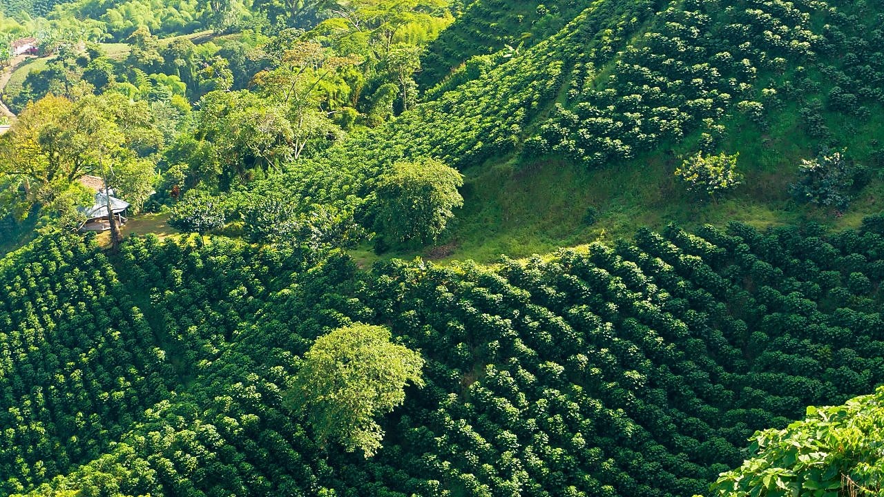 The Shell Cafe story