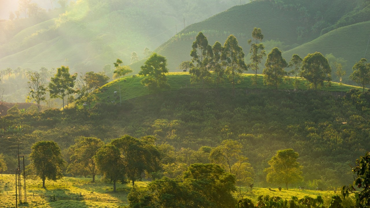 Shell Café key ingredient