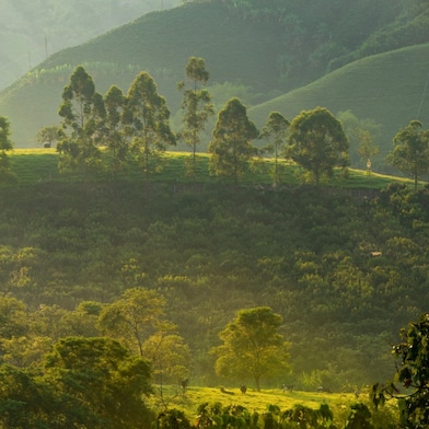 Shell Café key ingredient