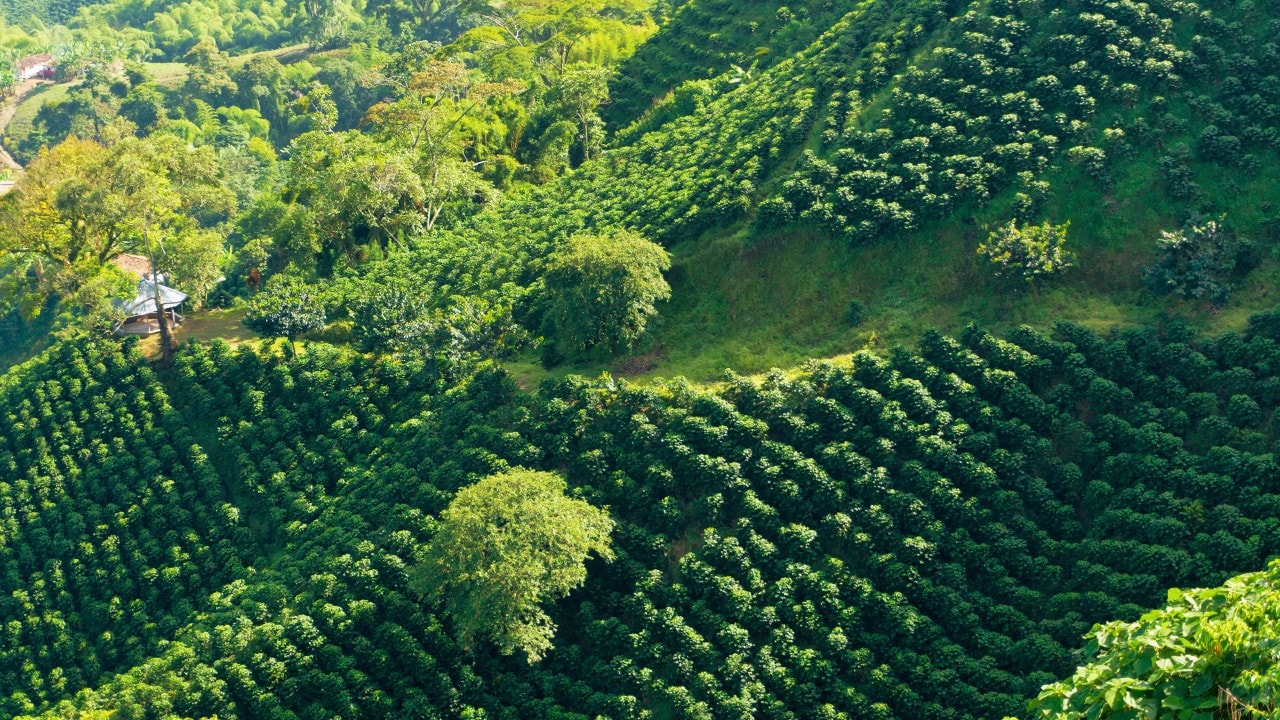 Shell Café key ingredient