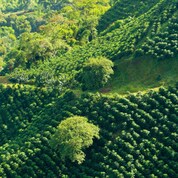 Shell Café key ingredient