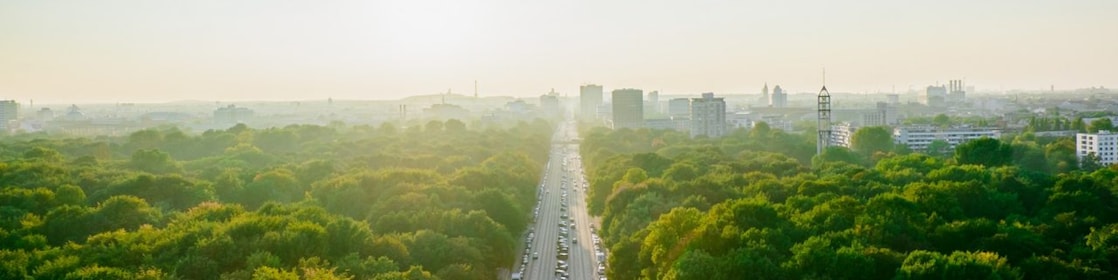 road in between greenery
